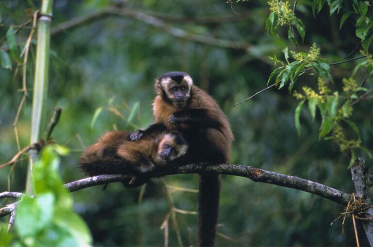 Peru Jungle Trips
