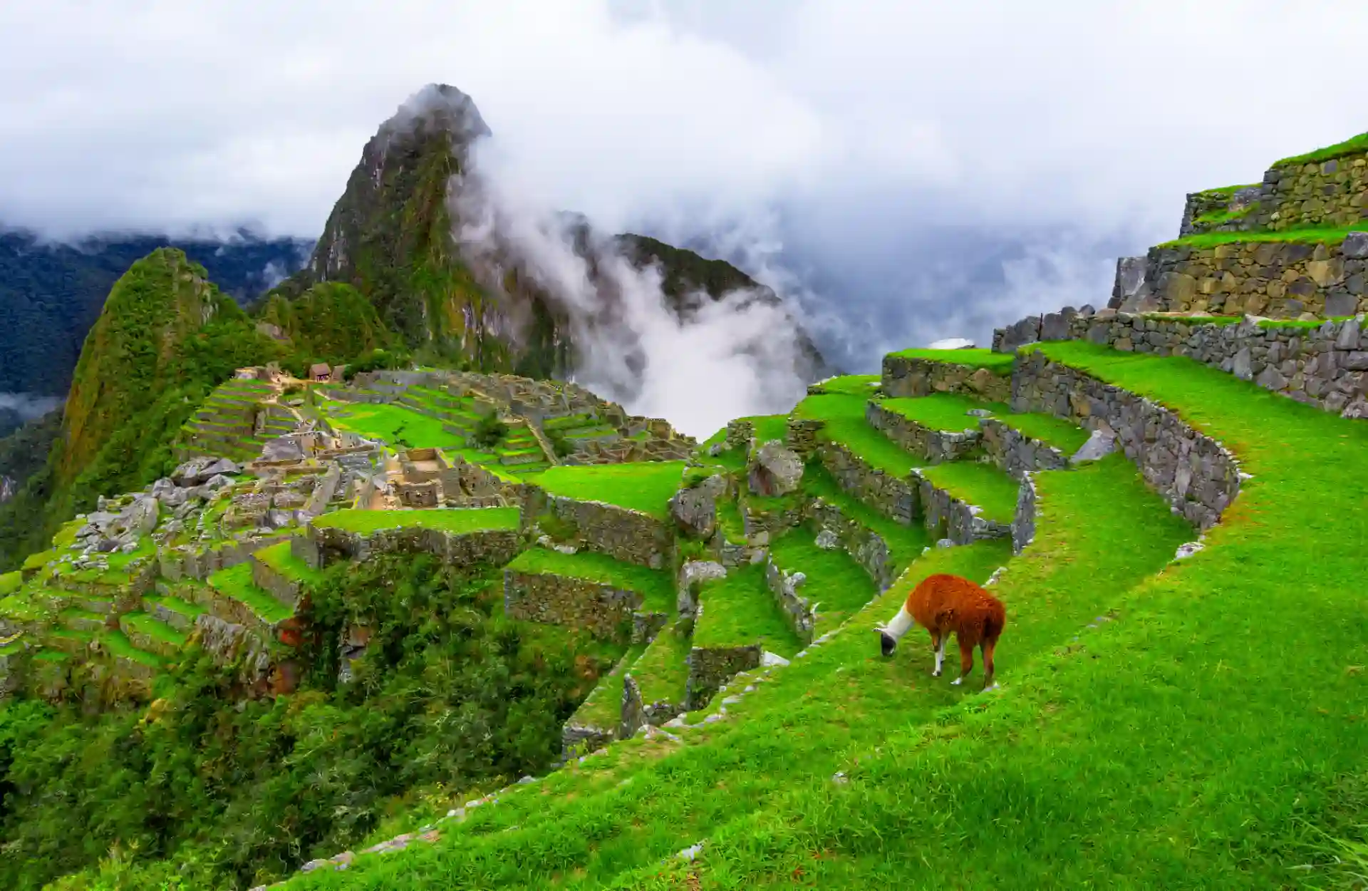 An alpaca grazs from Machu Picchu's agricultural terraces or "andenes