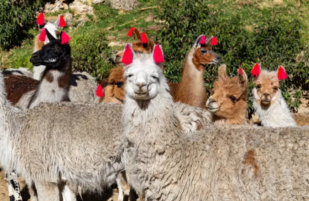 alpaca_herd