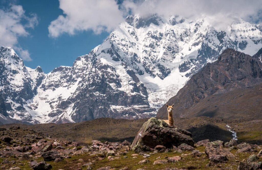 A vicuna seen under the snowy peaks.