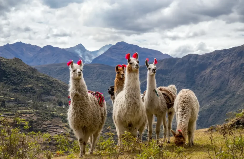 Llamas in the Lares's trail