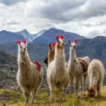 Llamas in the Lares's trail