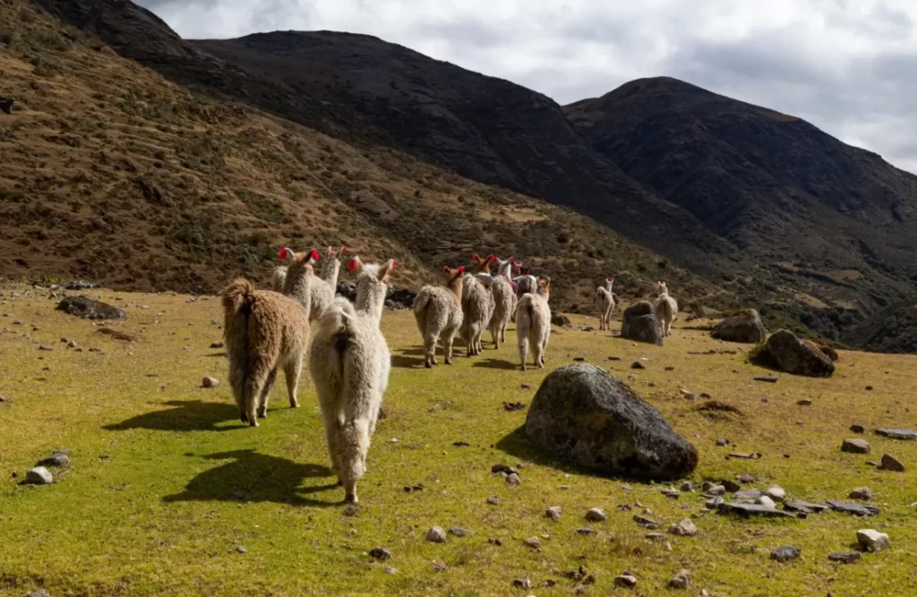 lares trek