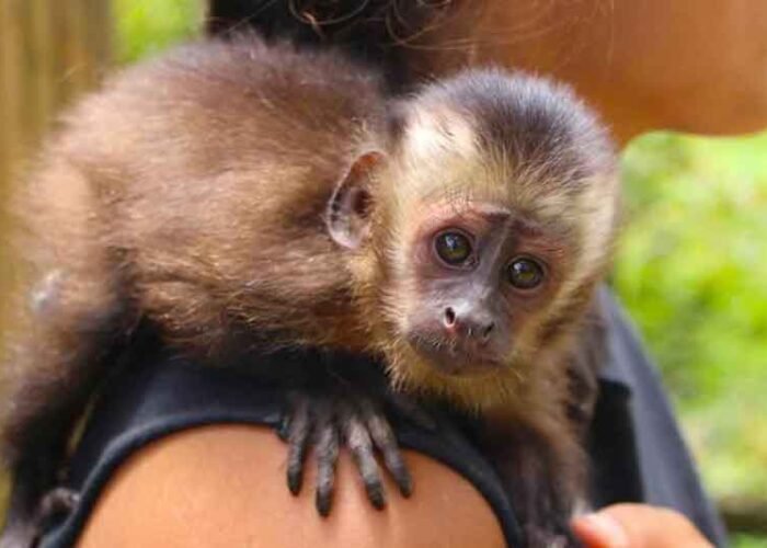 Peru Jungle Trips