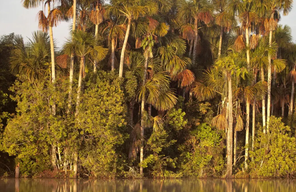 The Lake Sandoval during the early morning