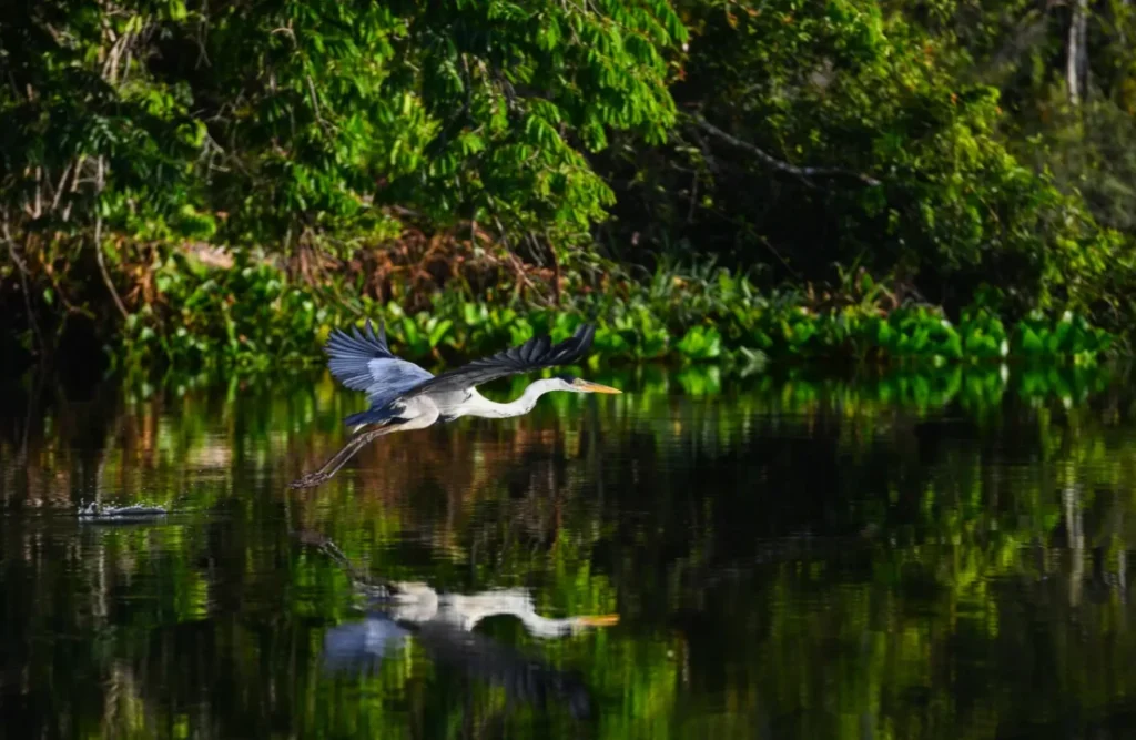 A heron flying closely to the waters of the Amazon's river.