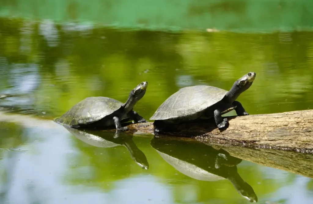 Two river turtles emerging from the river's depths.