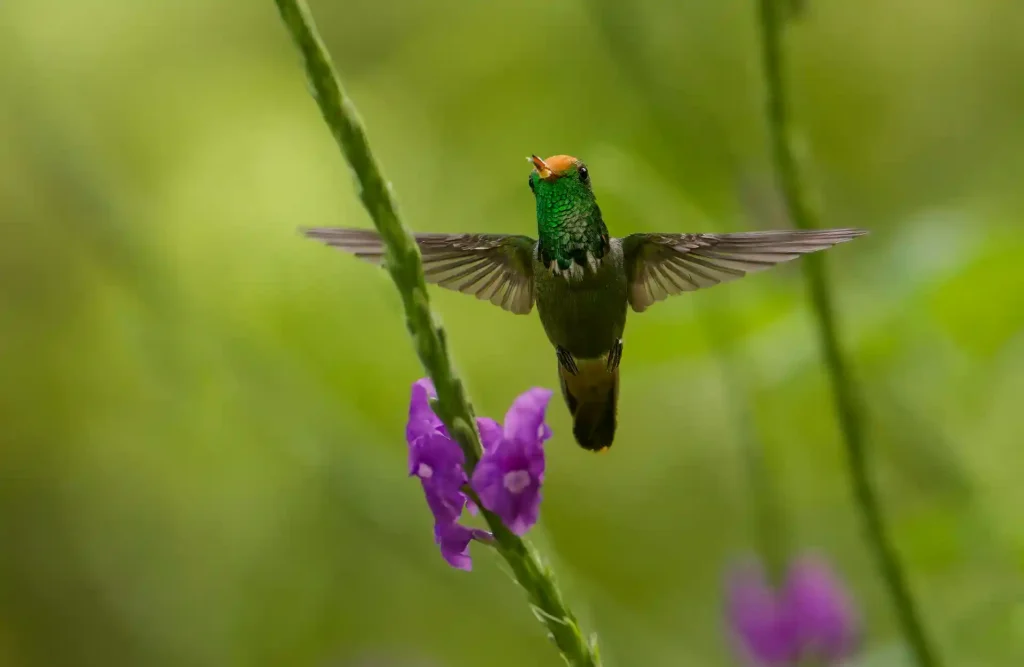 A flying hummingbird about to feed itself from a flower's nectar.