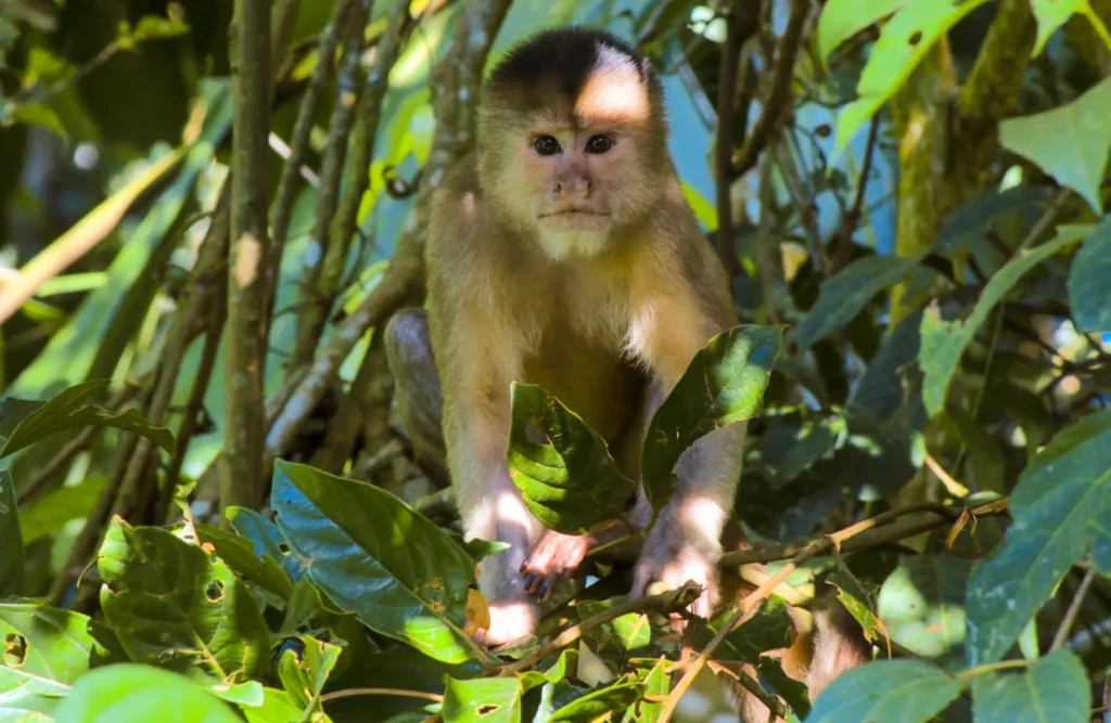 aventura no Parque Nacional Manu