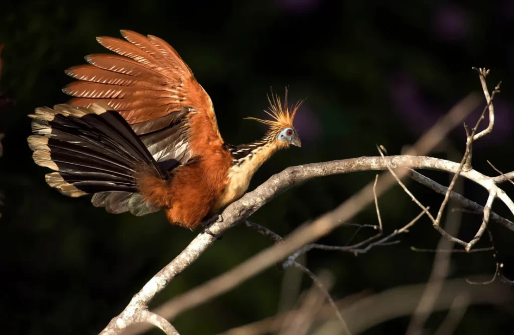 A hoatzin seen at night.