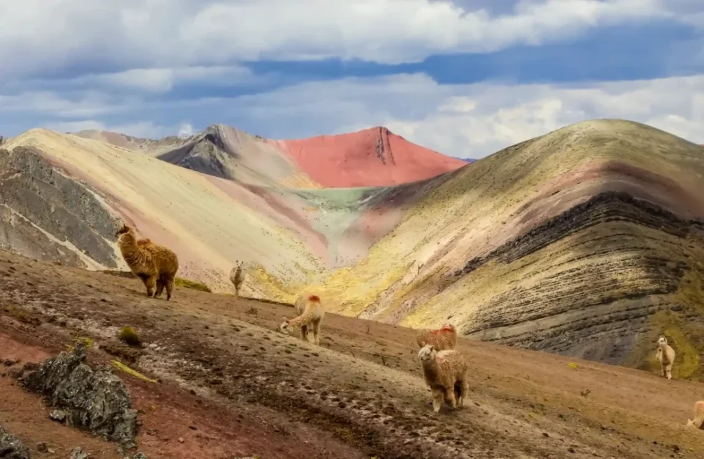 The look of many llamas scattered before Palccoyo's rainbow mountain