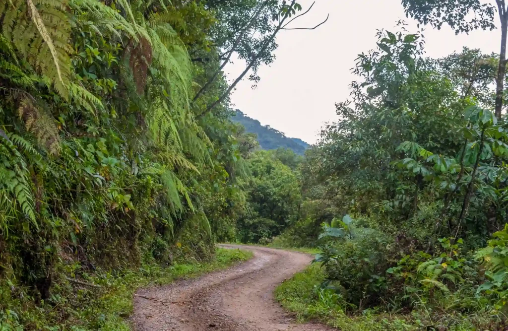 Part of the road that connects Paucartambo with Atalaya's Port.