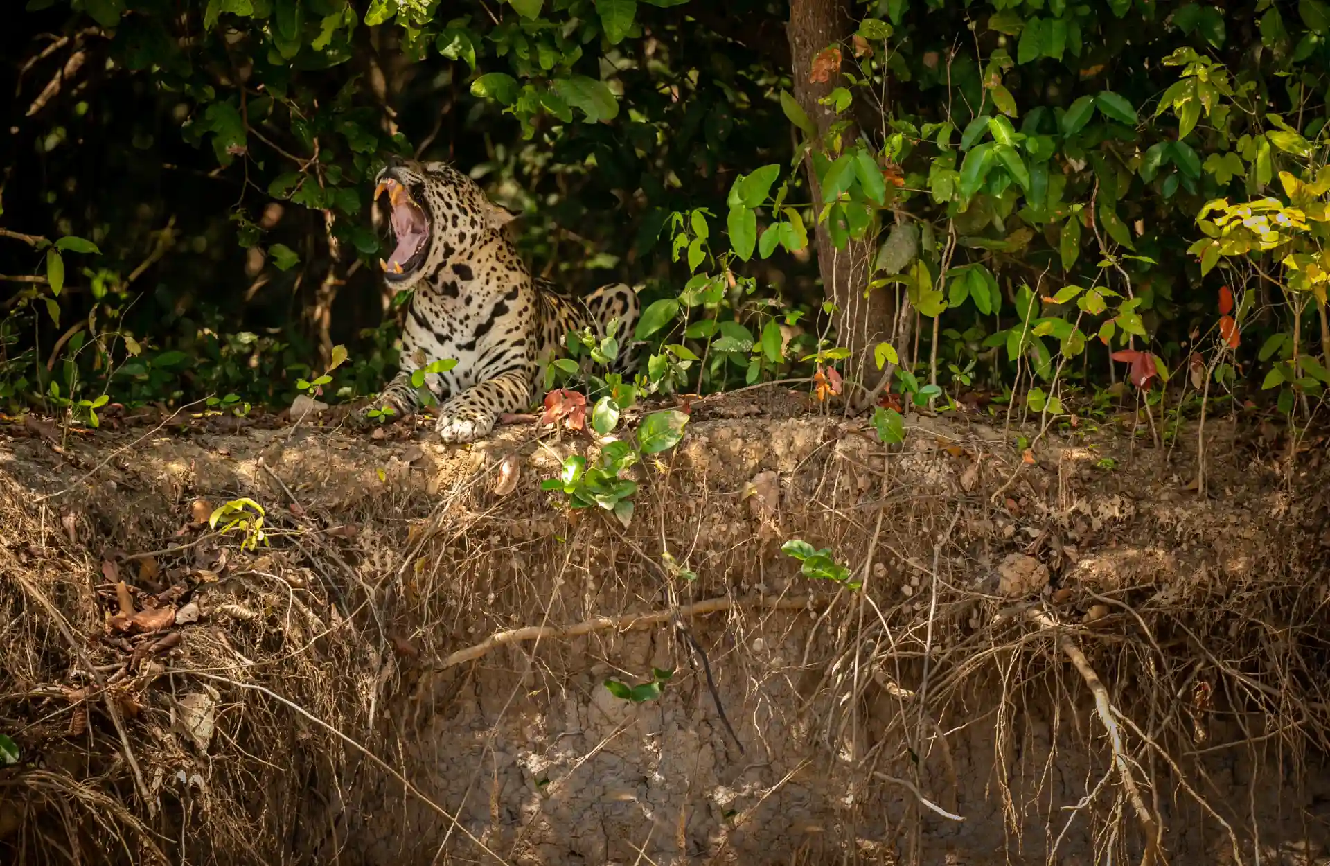 Jaguar: el asombroso gran felino del Amazonas A jaguar roaring while laying on top a river's bank.