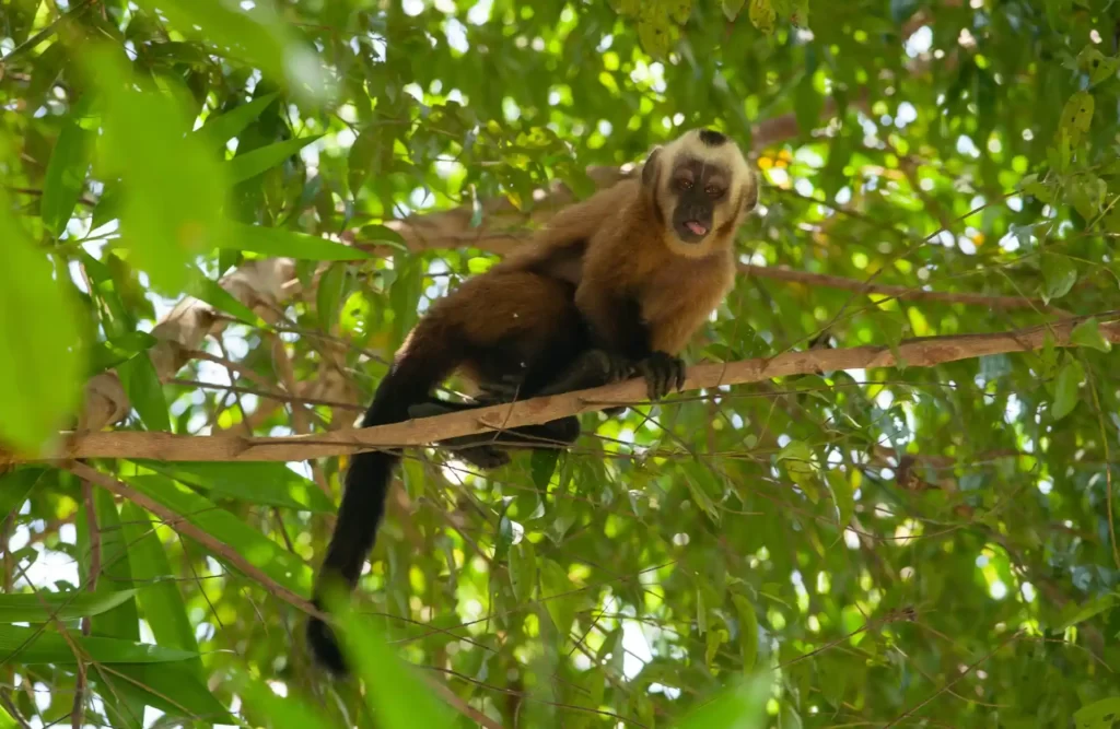 A capuchin monkey stares down atop of a tree's branch