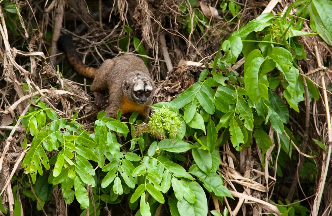 expedition to the Pacaya Samiria National Reserve