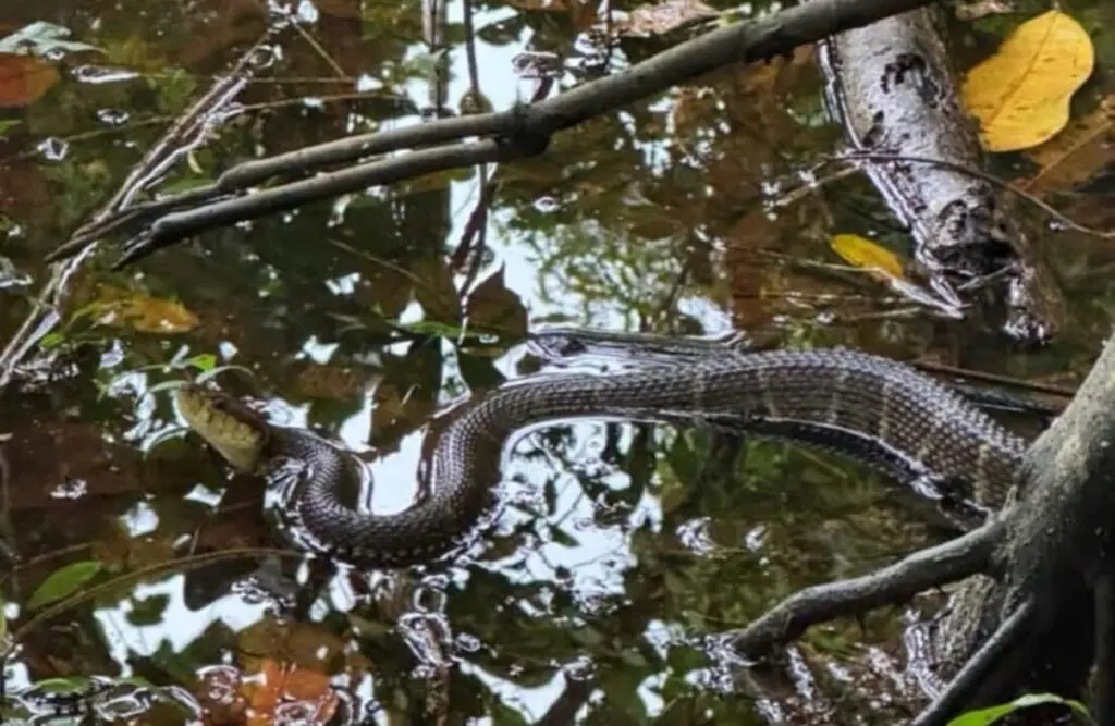 A serpent swims over a pond of water.