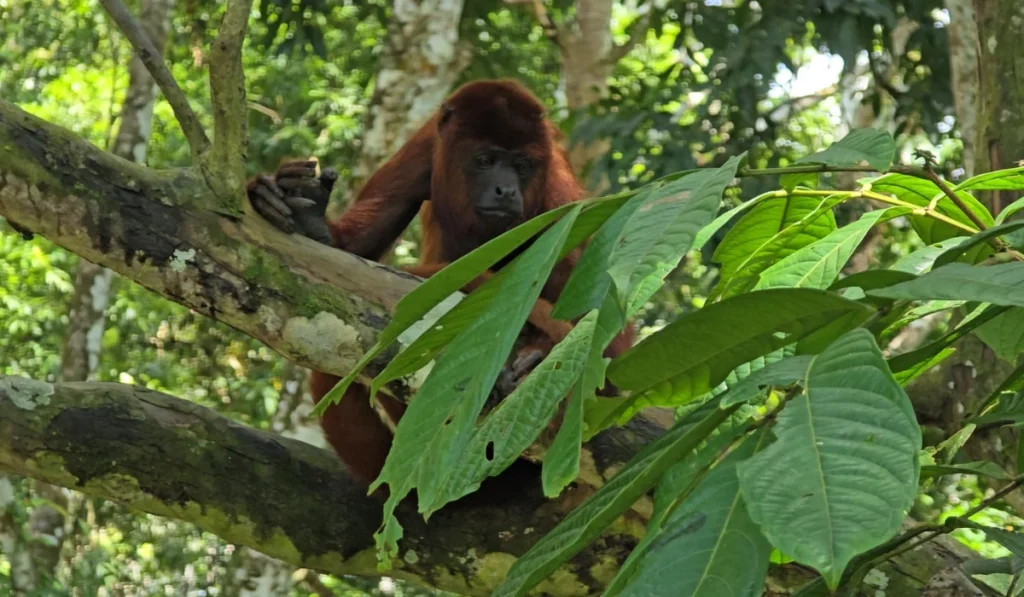 Voyage à Iquitos: De la culture urbaine à l'Amazonie profonde Iquitos Monkey