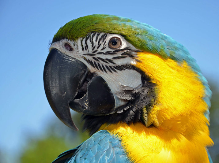 Animals in the Peruvian Amazon Rainforest