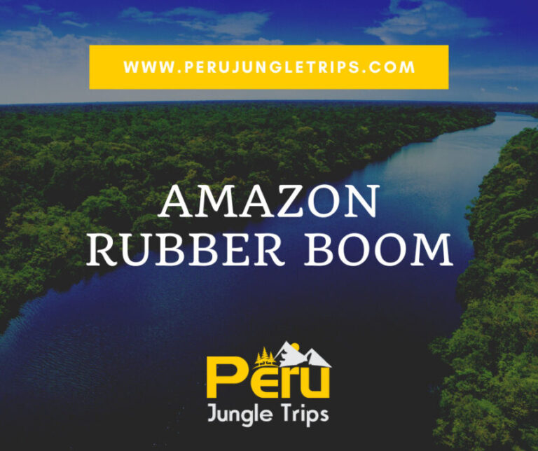 Blogs Amazon Rubber Boom