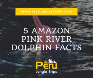 5 Amazon Pink River Dolphin Facts