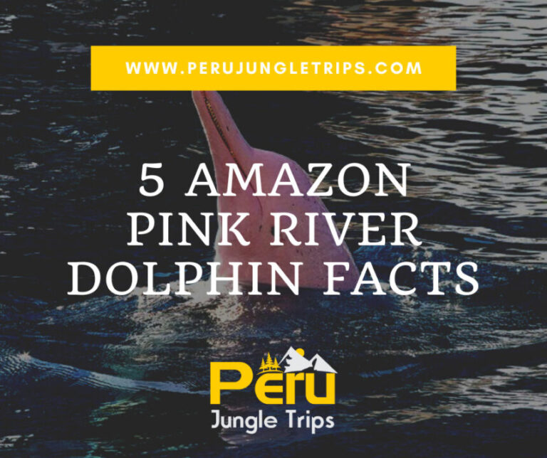 Blogs 5 Amazon Pink River Dolphin Facts