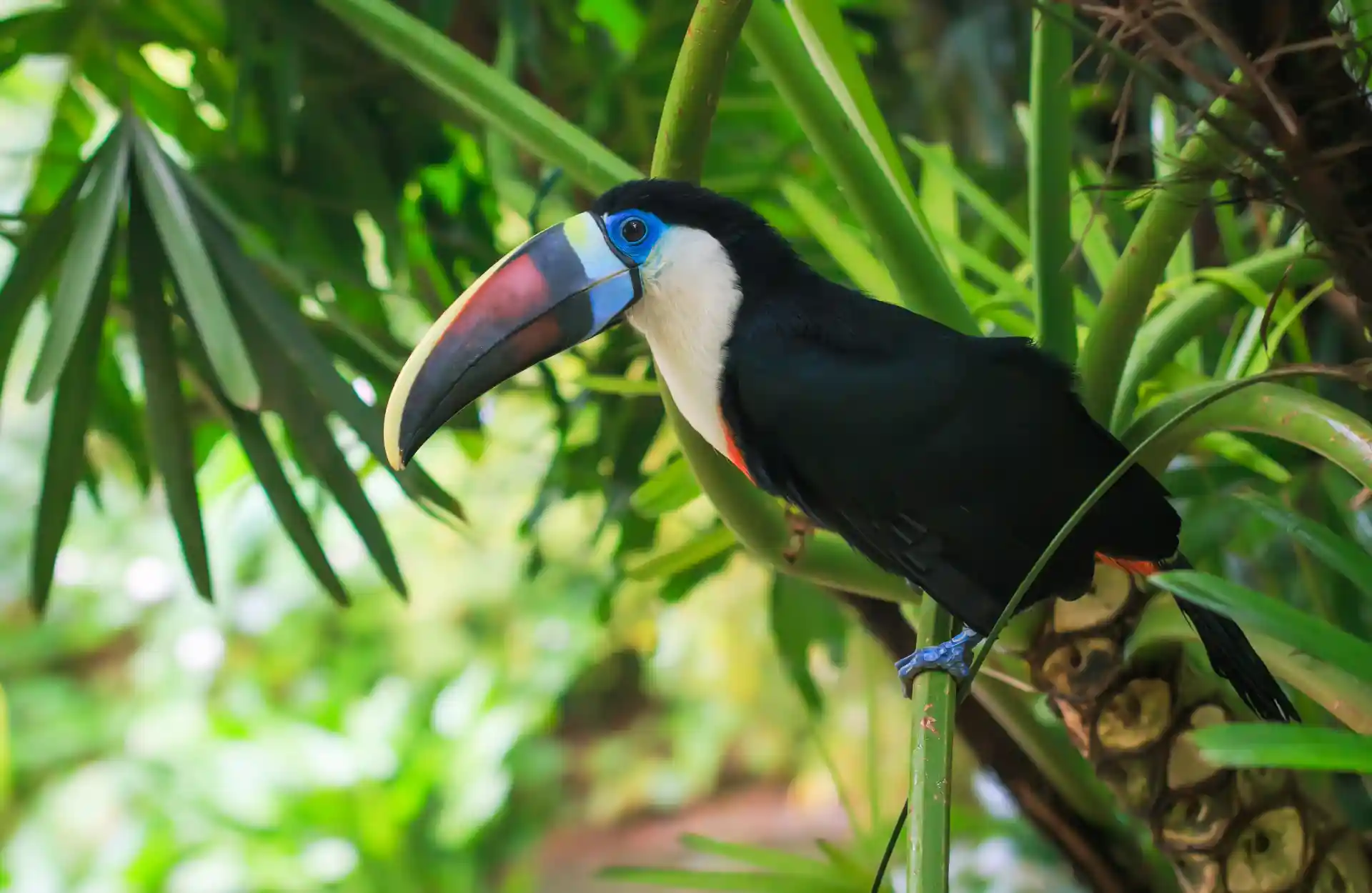 A blue-peck toucan stares down from a branch