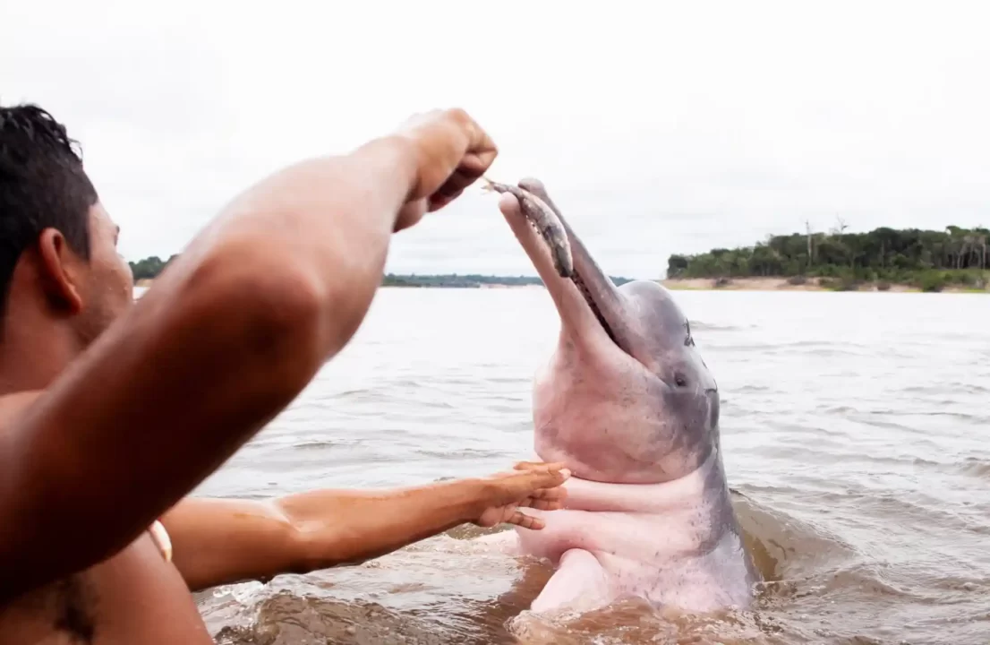 A dolphin eats a fish from a local inhabitant's hand while standing in the river