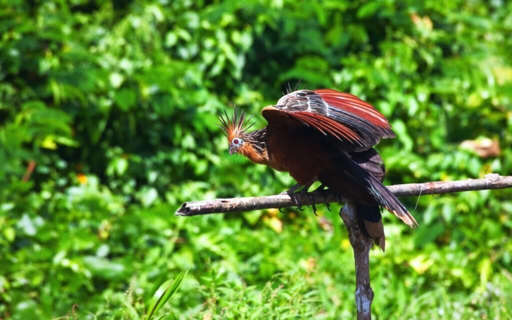 aventura no Parque Nacional Manu