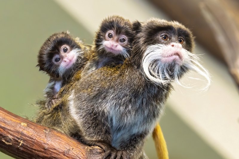 Monkeys of the Peruvian Amazon Rainforest 