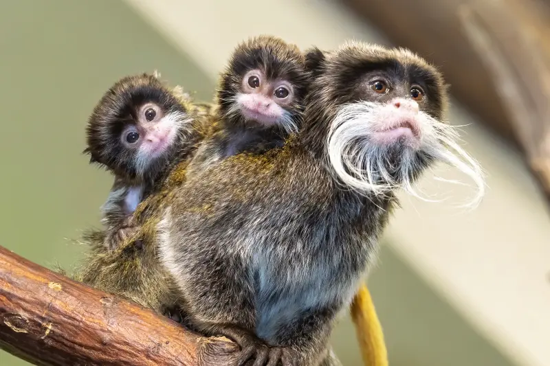 Monkeys of the Peruvian Amazon Rainforest