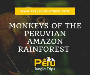 Monkeys of the Peruvian Amazon Rainforest 