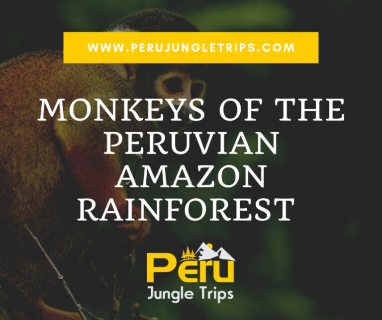 Blogs Monkeys of the Peruvian Amazon Rainforest