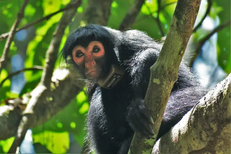 Monkeys of the Peruvian Amazon Rainforest