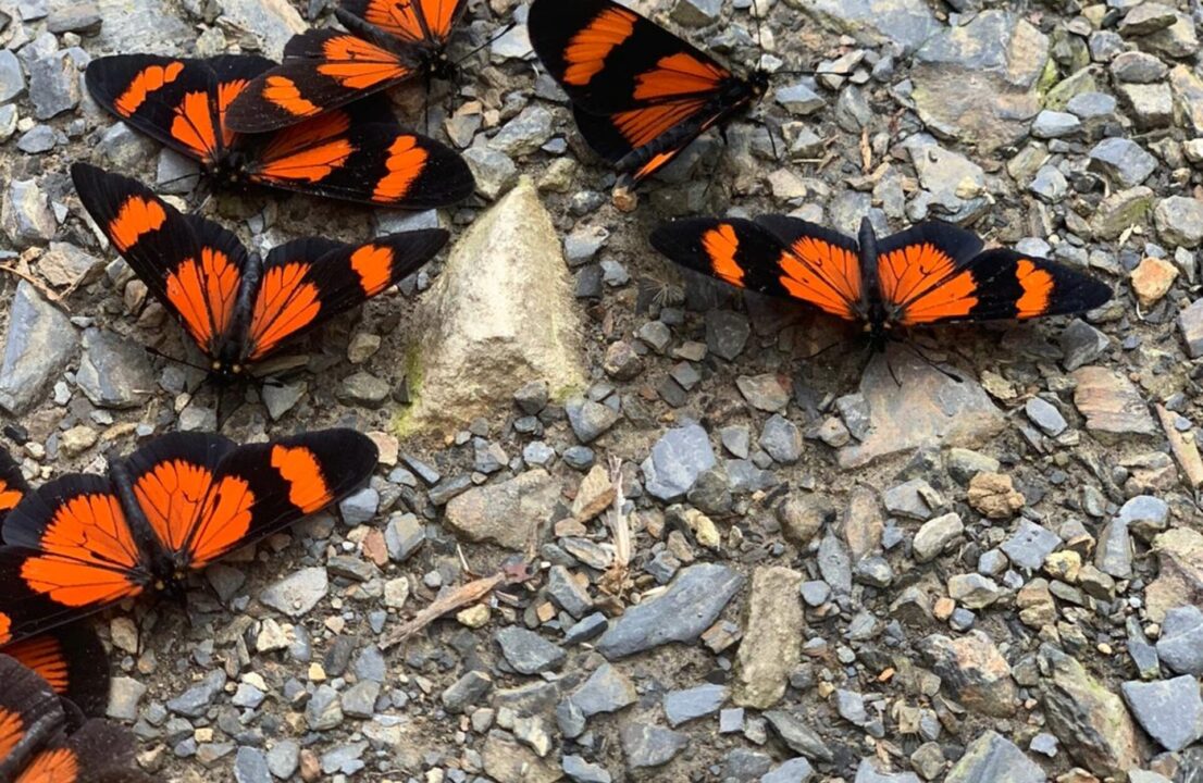 Le Pérou est le pays qui compte le plus d'espèces de papillons A bunch of butterflies in the Manu.