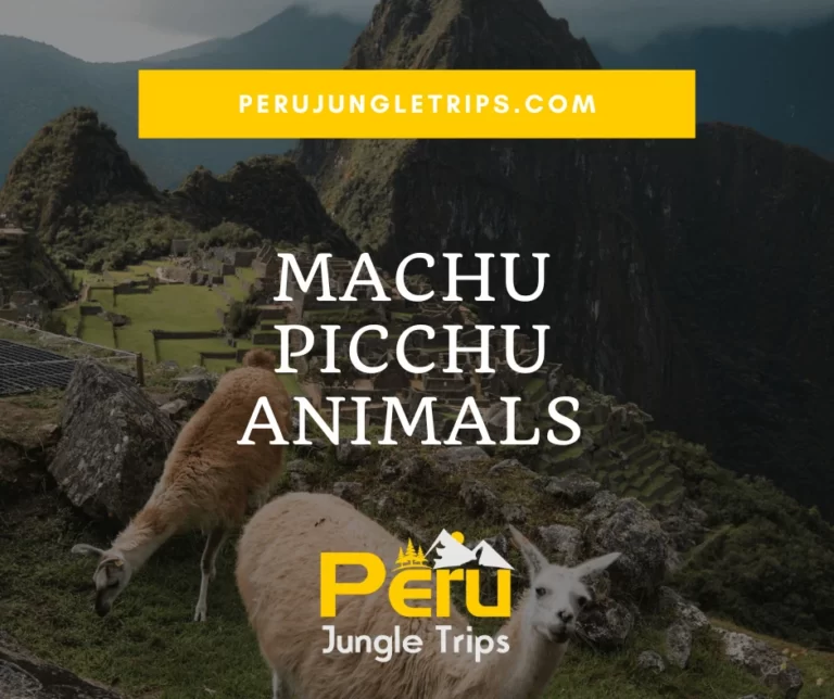 Blogs Machu Picchu Animals