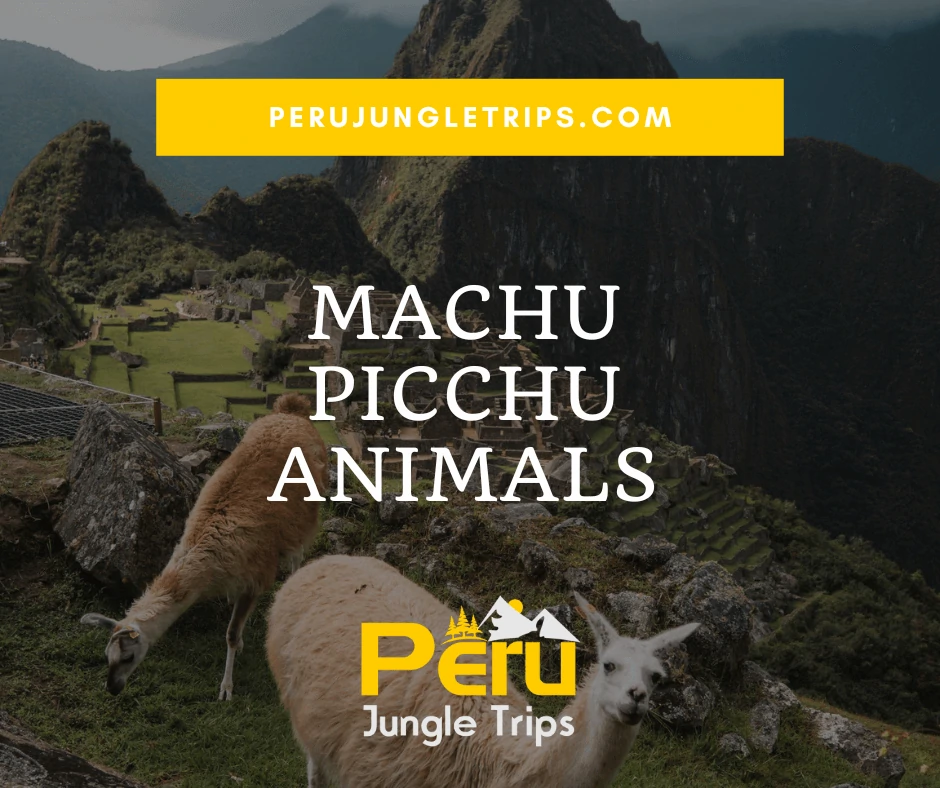 Machu Picchu Animals