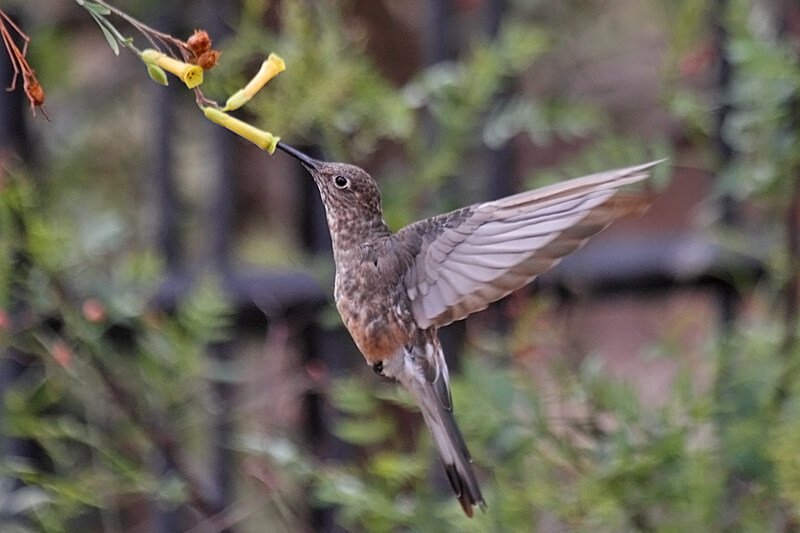 Giant hummingbird