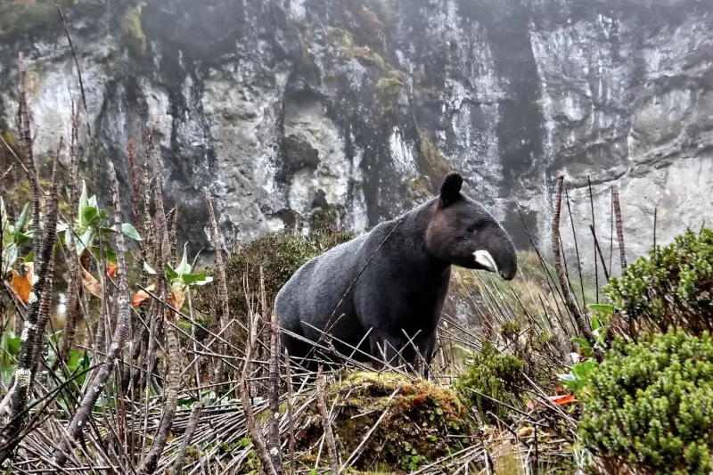 Machu Picchu Animals
