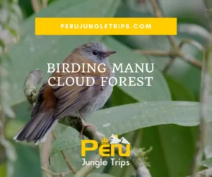 Birding Manu Cloud Forest