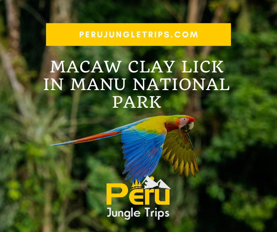 Macaw Clay Lick in Manu National Park