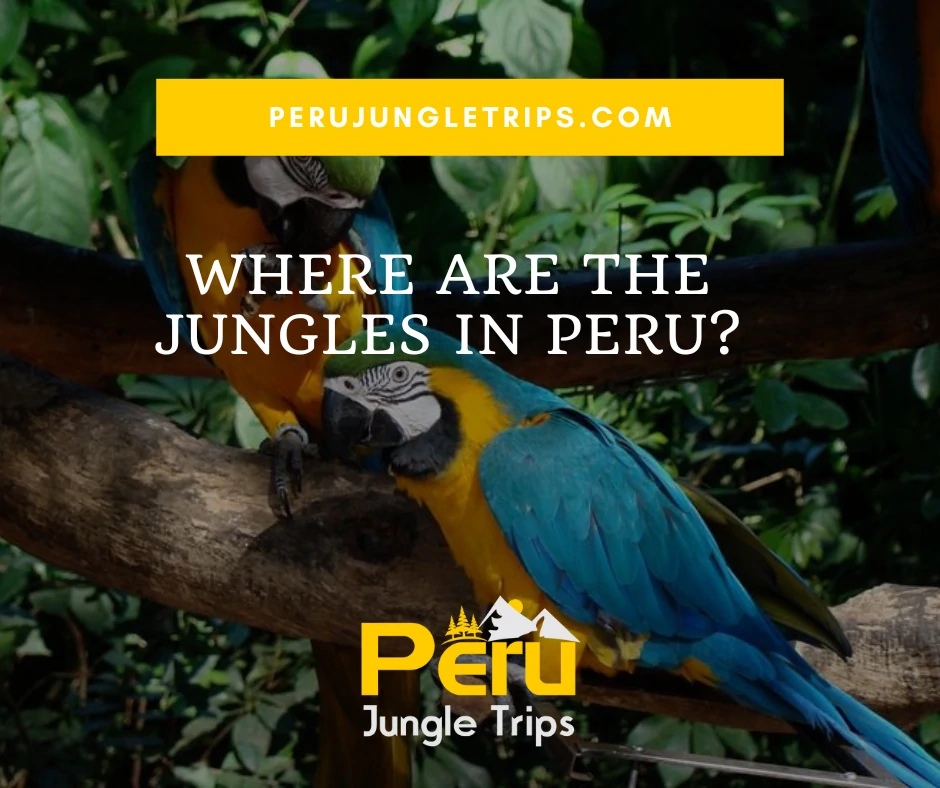 Where are the Jungles in Peru?