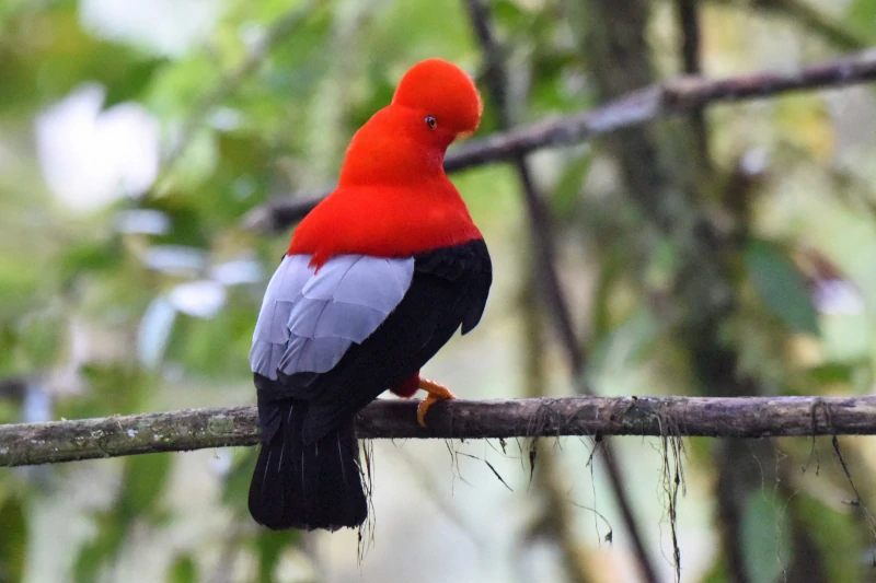 Birding Manu Cloud Forest