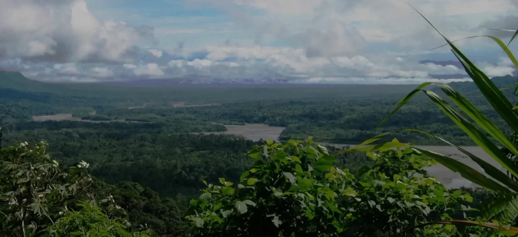 Birding Manu Cloud Forest