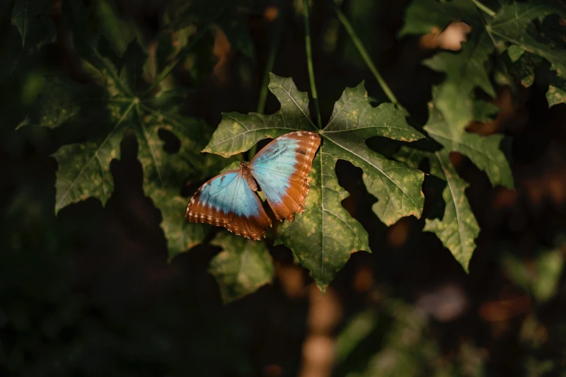 Pilpintuwasi Butterfly Farm