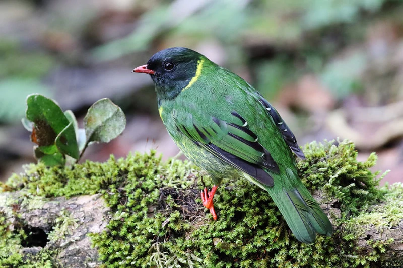 Birding Manu Cloud Forest