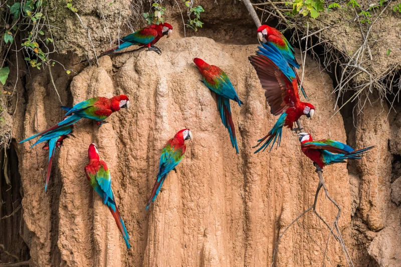 Macaw Clay Lick in Manu National Park