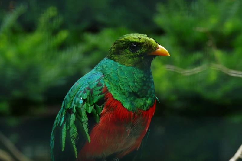 Birding Manu Cloud Forest