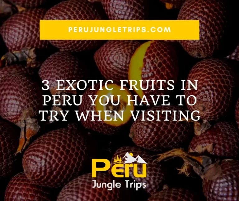 Blogs 3 Exotic Fruits in Peru You Have To Try When Visiting