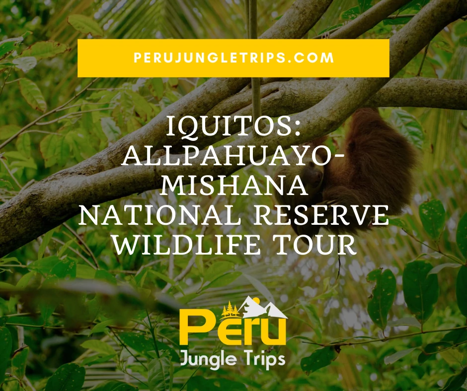 Iquitos: Allpahuayo-Mishana National Reserve Wildlife Tour