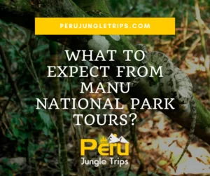 What To Expect from Manu National Park Tours?